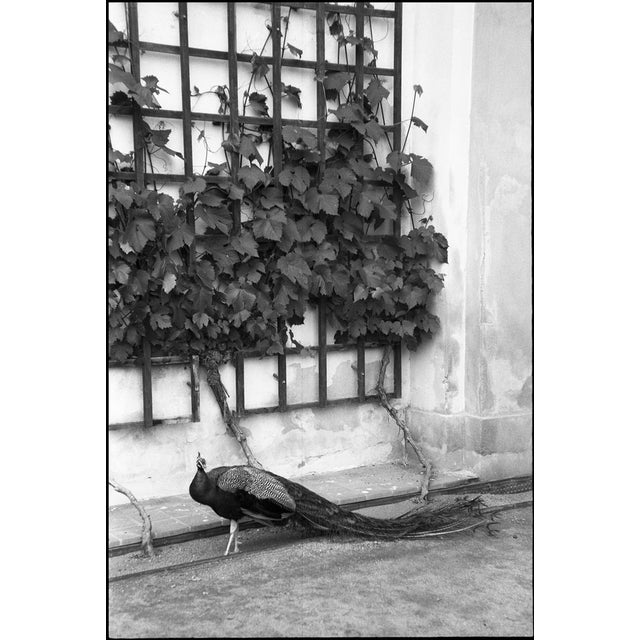 Paul Cooklin, Peacock, Silver Gelatin Photograph, Limited Edition of 10 For Sale