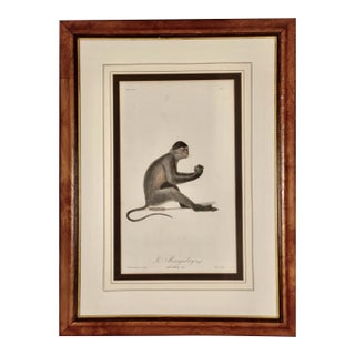 Le Mangabey Monkey: Framed Audebert 18th C. Hand-Colored Engraving, 1797 For Sale
