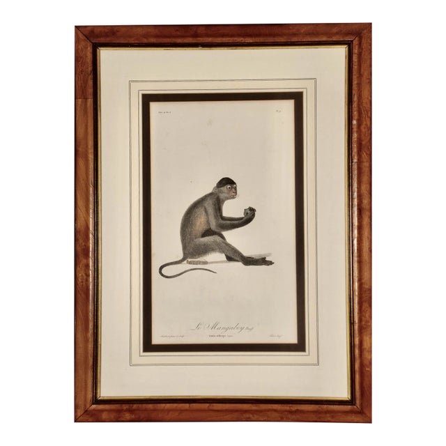 Le Mangabey Monkey: Framed Audebert 18th C. Hand-Colored Engraving, 1797 For Sale
