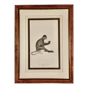Le Mangabey Monkey: Framed Audebert 18th C. Hand-Colored Engraving, 1797