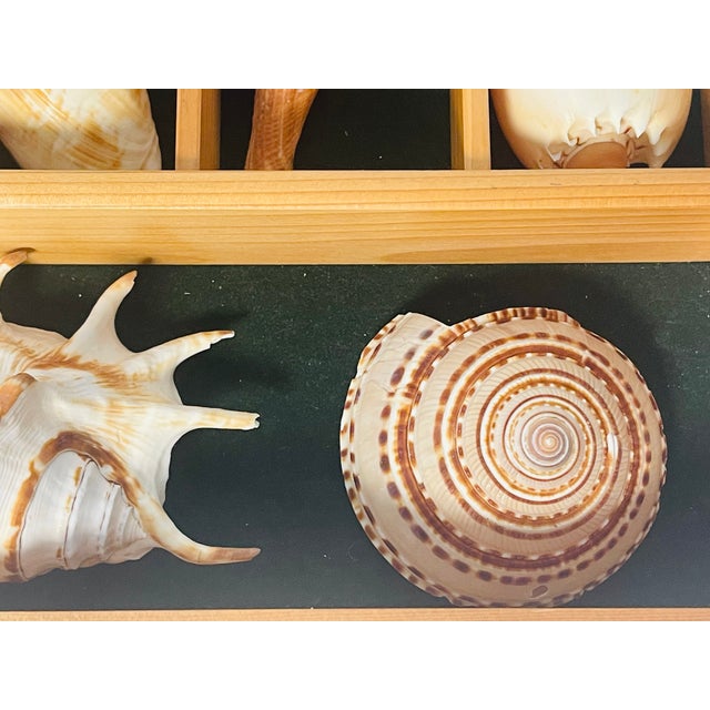 1970s Great Sea Shell Marine Specimens Collection in Wood Tray For Sale - Image 5 of 8