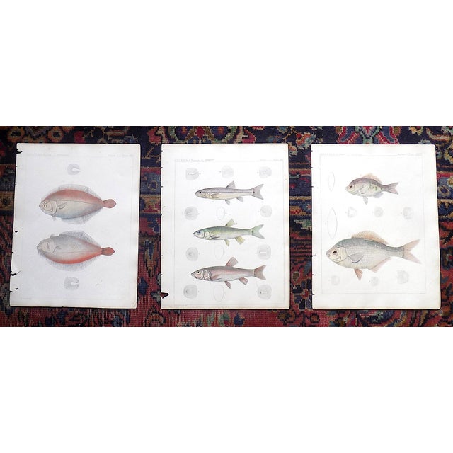 Antique 19th Century Hand Colored American Fish Lithographs - Set of 3 ...