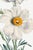 Matilija Poppy, Vintage Botanical Art Print Reproduction by Mary Vaux Walcott, 40" X 60" For Sale - Image 4 of 9
