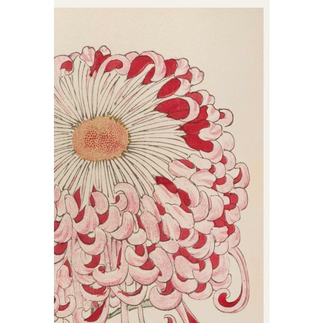 Japanese Vintage Red & White Chrysanthemum by Hasegawa, Japanese Botanical Art Print For Sale - Image 3 of 10