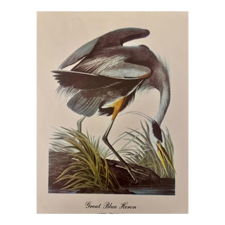 Mid-Century Audubon Great Blue Heron Print (Ardea Herodias), Unframed For Sale