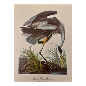 Mid-Century Audubon Great Blue Heron Print (Ardea Herodias), Unframed