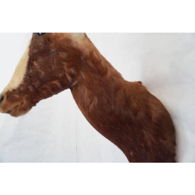 Blesbok Antelope Mount Bust Head For Sale - Image 12 of 17