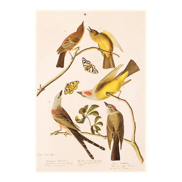 Arkansaw, Swallow-Tailed and Say's Flycatchers After Audubon, 1966 Cottage Print For Sale