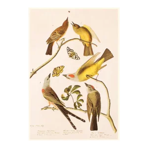 Arkansaw, Swallow-Tailed and Say's Flycatchers After Audubon, 1966 Cottage Print