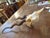 Rustic Blackbuck Skull For Sale - Image 10 of 11