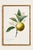 Paper Orange by Redouté, Vintage Botanical Art Print, 20" X 30" For Sale - Image 7 of 10