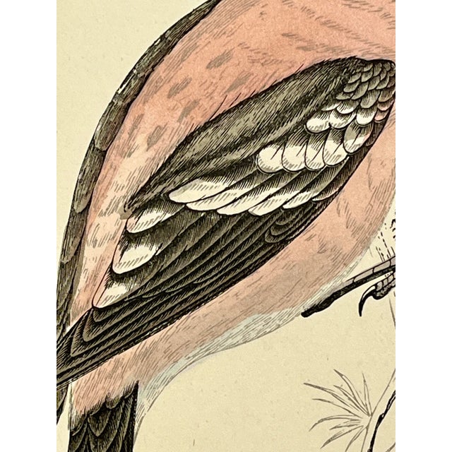 Antique Hand Tinted Bird Print From England Featuring an American White-Winged Crossbill - Circa 1888 For Sale In Dallas - Image 6 of 11