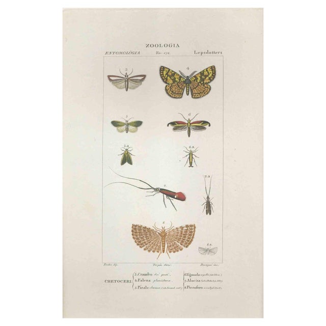 Pierre Jean François Turpin, Lepidoptera, Etching, 1831 For Sale