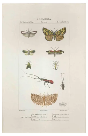 Pierre Jean François Turpin, Lepidoptera, Etching, 1831