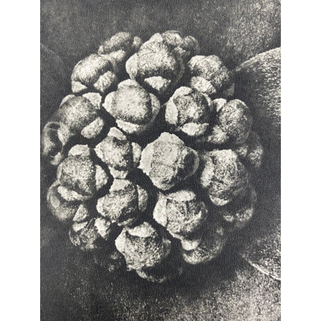 Exquisite Botanical photogravure from famed Wunder In Der Nature portfolio by Blossfeldt . Karl Blossfeldt (1865 - 1932)...