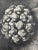 Exquisite Botanical photogravure from famed Wunder In Der Nature portfolio by Blossfeldt . Karl Blossfeldt (1865 - 1932)...