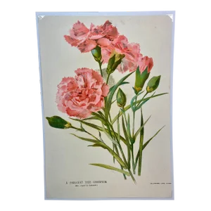 Antique Botanical Print From England Showcasing a Fragrant Pink Tree Carnation Flower - Circa 1892
