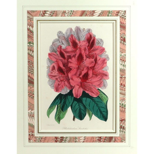 Antique Botanical Prints by Sir Joseph Paxton From the Magazine of Botany For Sale - Image 13 of 17