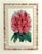 Antique Botanical Prints by Sir Joseph Paxton From the Magazine of Botany For Sale - Image 13 of 17