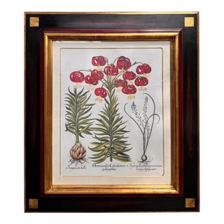 Antique German School Botanical Engraving Print - Hemerocallis Calcedonica Polyanthos For Sale