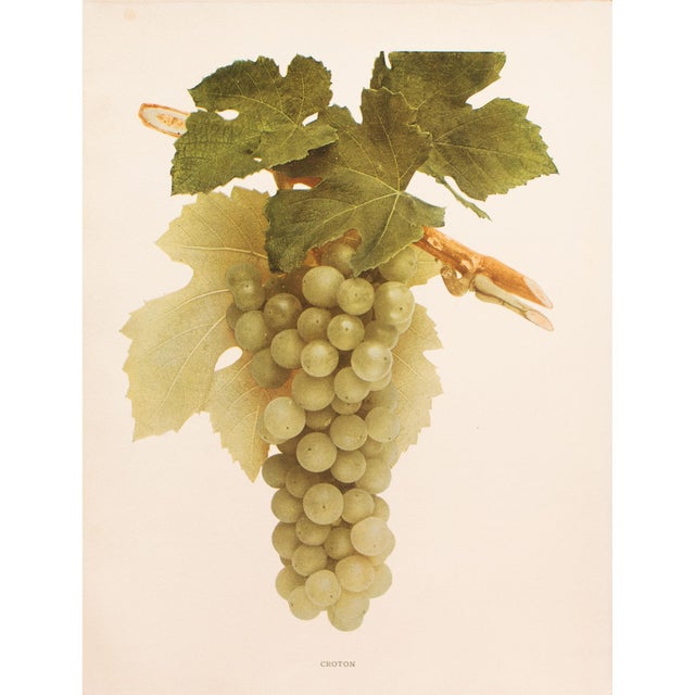 Paper 1900s U. P. Hedrick, Original Antique Photogravure of Croton Grapes For Sale - Image 7 of 7