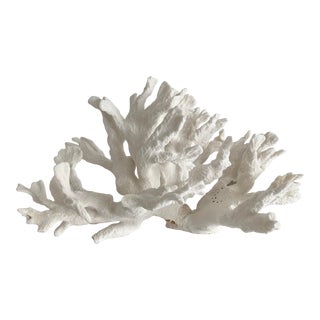 Natural White Cactus Coral Specimen For Sale
