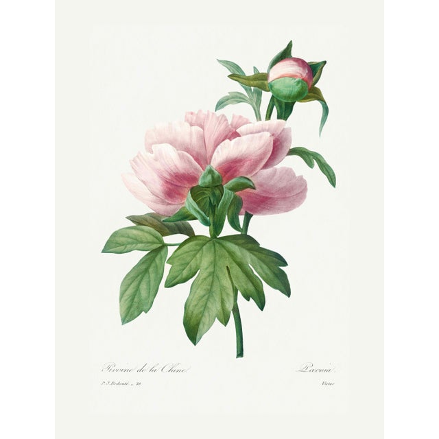 Peony by Pierre-Joseph Redouté, Vintage Botanical Art Print, 30" X 40" For Sale