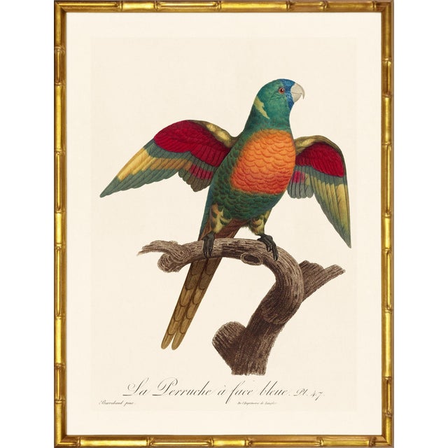 Illustration Barraband Parrots – Rainbow Lorikeets (Set of 2), Framed in Bronze Bamboo For Sale - Image 3 of 7