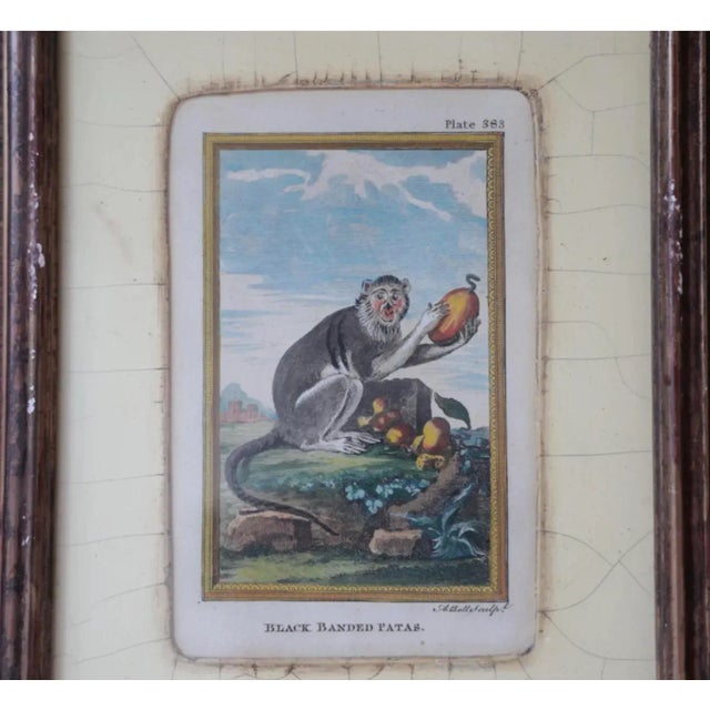 Sculpture Materials Antique Hand-Colored Framed Engravings of Monkeys - Set of 7 For Sale - Image 7 of 10