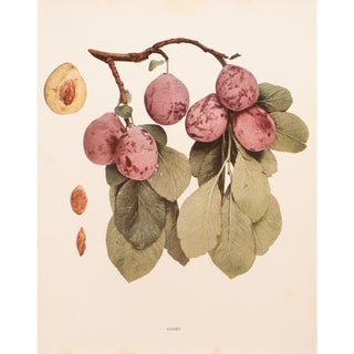 1900s U. P. Hedrick, Original Antique Photogravure of Giant Plums For Sale