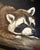Original Wildlife Painting Pair by Patti Gilley – "Night Crawler" & "Peek-a-Boo" Raccoon Art For Sale - Image 16 of 18
