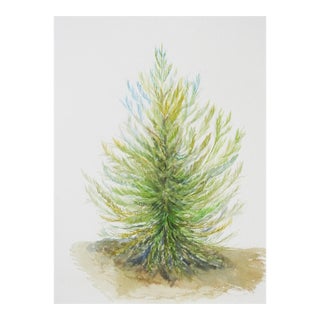 Late 20th Century Conifer Watercolor Painting For Sale