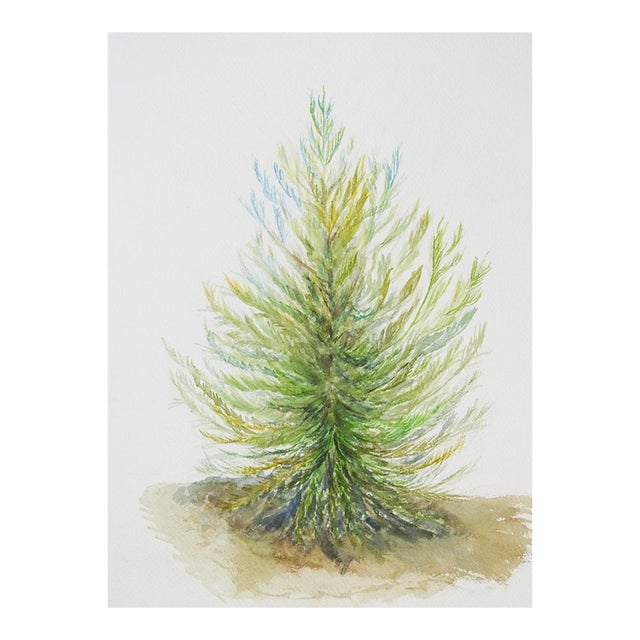 Late 20th Century Conifer Watercolor Painting For Sale