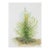 Late 20th Century Conifer Watercolor Painting For Sale