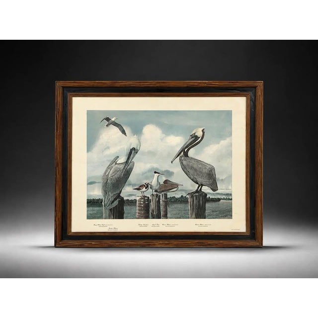 Coastal Late 20th Century Large Framed Ray Harm Coastal Shorebird Wildlife Print For Sale - Image 3 of 6