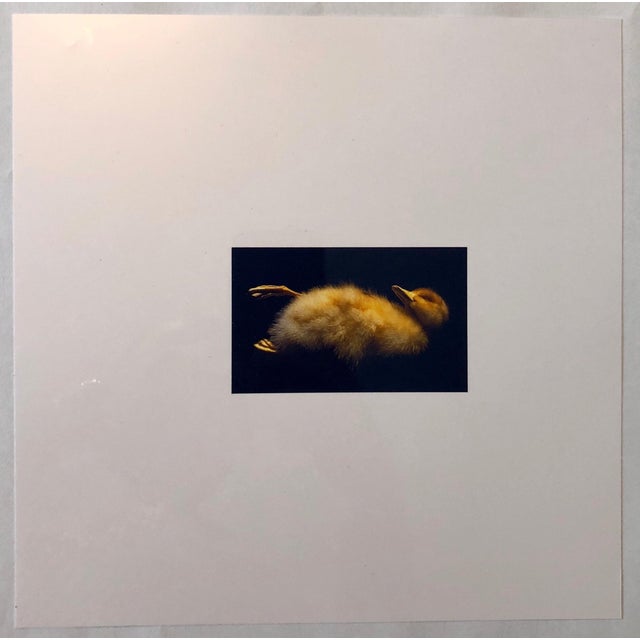 Brenda Zlamany, Birds, Cibachrome Photograph Print, NFS Sample Conceptual Taxidermy Art For Sale - Image 4 of 4