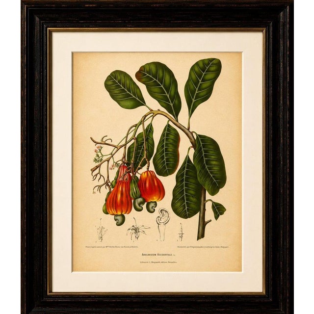 Title: antique cashew tree botanical chromolithograph by hoola van nooten, c. 1880 : a superb original antique botanical...