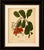Title: antique cashew tree botanical chromolithograph by hoola van nooten, c. 1880 : a superb original antique botanical...
