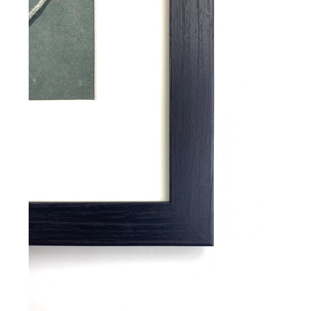 Photorealism Framed Antique Botanical Blossfeldt Print - No. 99 For Sale - Image 3 of 5