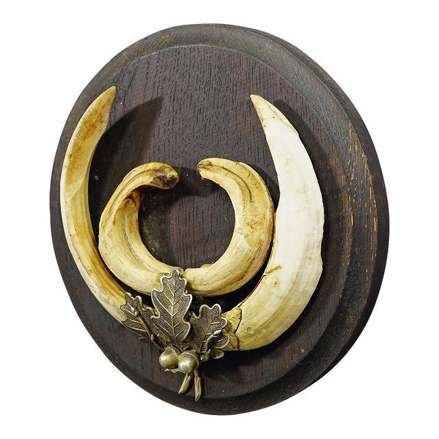 Vintage Wild Boar Teeth Trophy on Wooden Plaque, Germany 1950s For Sale
