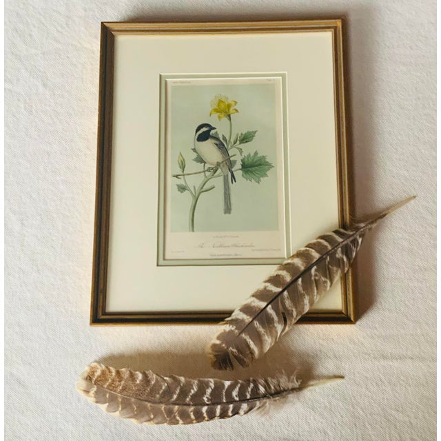 Wood Antique Hand-Colored Lithograph, "The Northern Chickadee"C. 1853 For Sale - Image 7 of 11