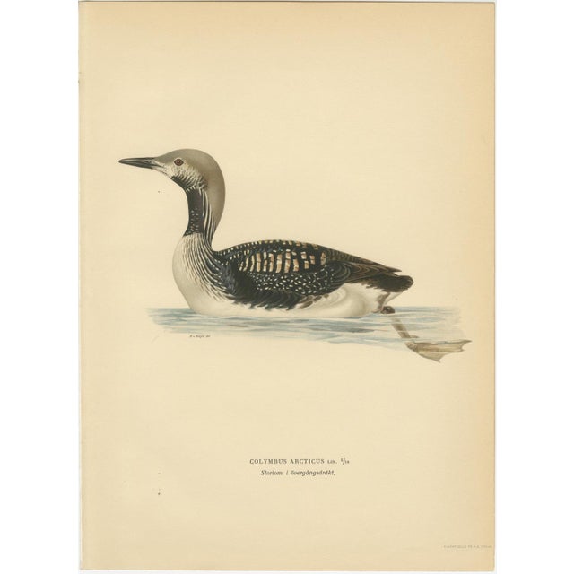 Antique Loon Bird Lithographs with Arctic Loon & Red-Throated Loon, 1929, Set of 3 For Sale - Image 4 of 10