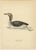 Antique Loon Bird Lithographs with Arctic Loon & Red-Throated Loon, 1929, Set of 3 For Sale - Image 4 of 10