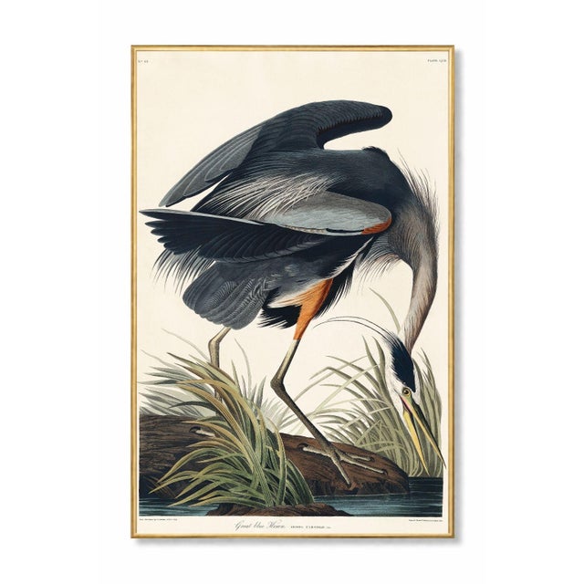 Great Blue Heron by John James Audubon, vintage bird art print reproduced from Birds of America (1827), available as a 12"...