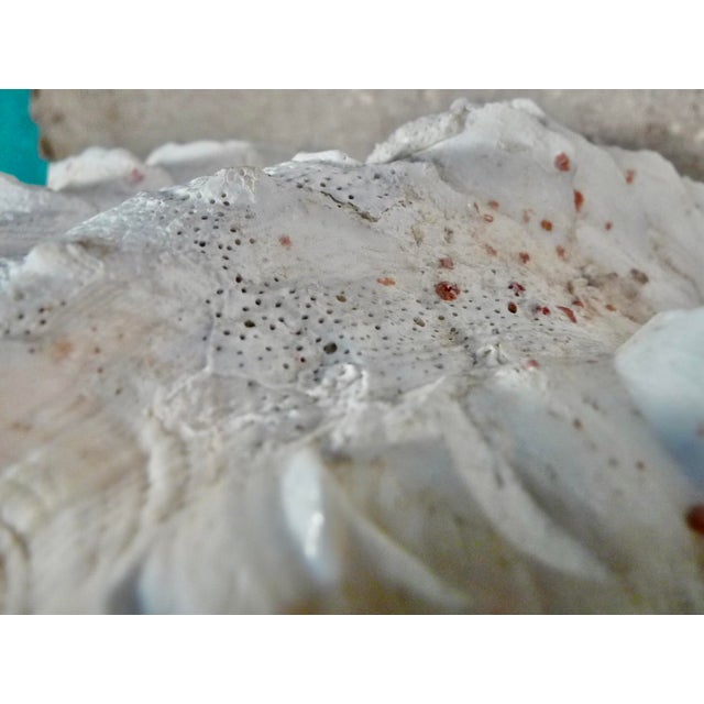 Ruffled Clamshell, Large, With Coral Color For Sale - Image 9 of 14