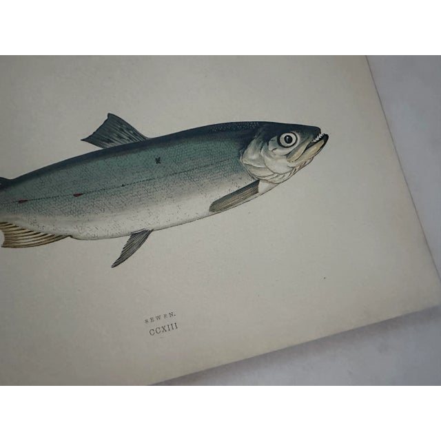 Mid 19th Century Pair of 19th Century Fish Prints From the Fishes of the British Islands by Jonathan Couch f.l.s. For Sale - Image 5 of 5