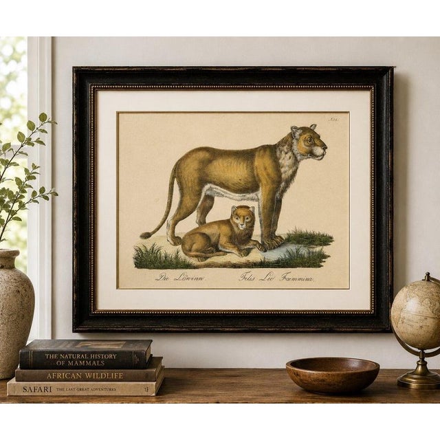 Lioness and Cub, Brodtmann Hand-Colored Natural History Lithograph, 1816 This striking original hand-colored lithograph...