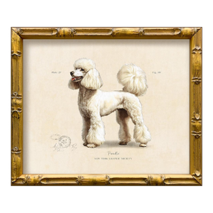 Reproduction Art Print of Vintage "World of Dogs" Illustration (White Poodle), Framed