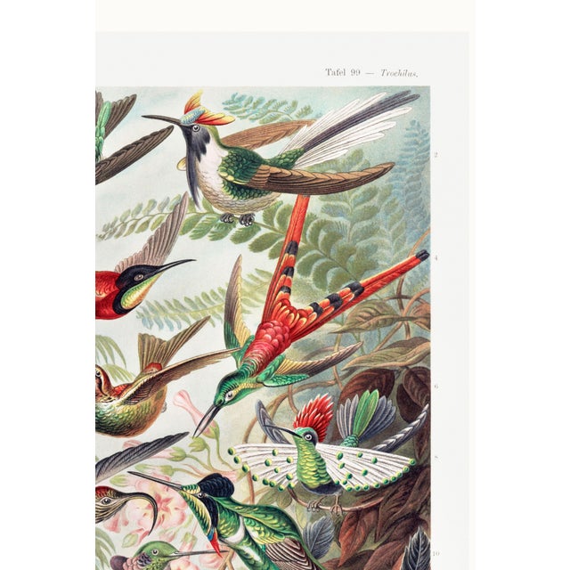 Brown Hummingbirds Vintage Art Print Reproduction, Natural History Bird Artwork, 40" X 60" For Sale - Image 8 of 10