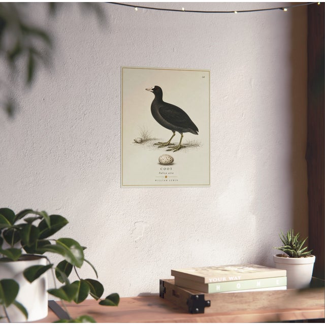 William Lewin 1789 Waterbirds Fine Art Gallery Board Print - The Coot For Sale - Image 12 of 12